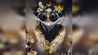 Black-and-white jumping spider staring straight at the camera with two huge black eyes and two smaller ones beside them, its head and furry front legs dotted with spiky yellow and cream pollen grains
