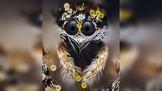 Black-and-white jumping spider staring straight at the camera with two huge black eyes and two smaller ones beside them, its head and furry front legs dotted with spiky yellow and cream pollen grains