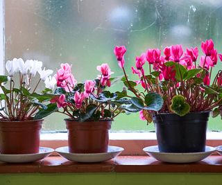 Cyclamen flowering on a window ledge indoors