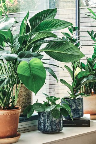 First Look: Soho Home X Leaf Envy - The Houseplant Edit