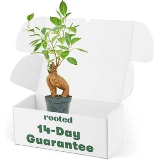 Ficus Microcarpa Ginseng Live Green Plant in 4 inch Pot