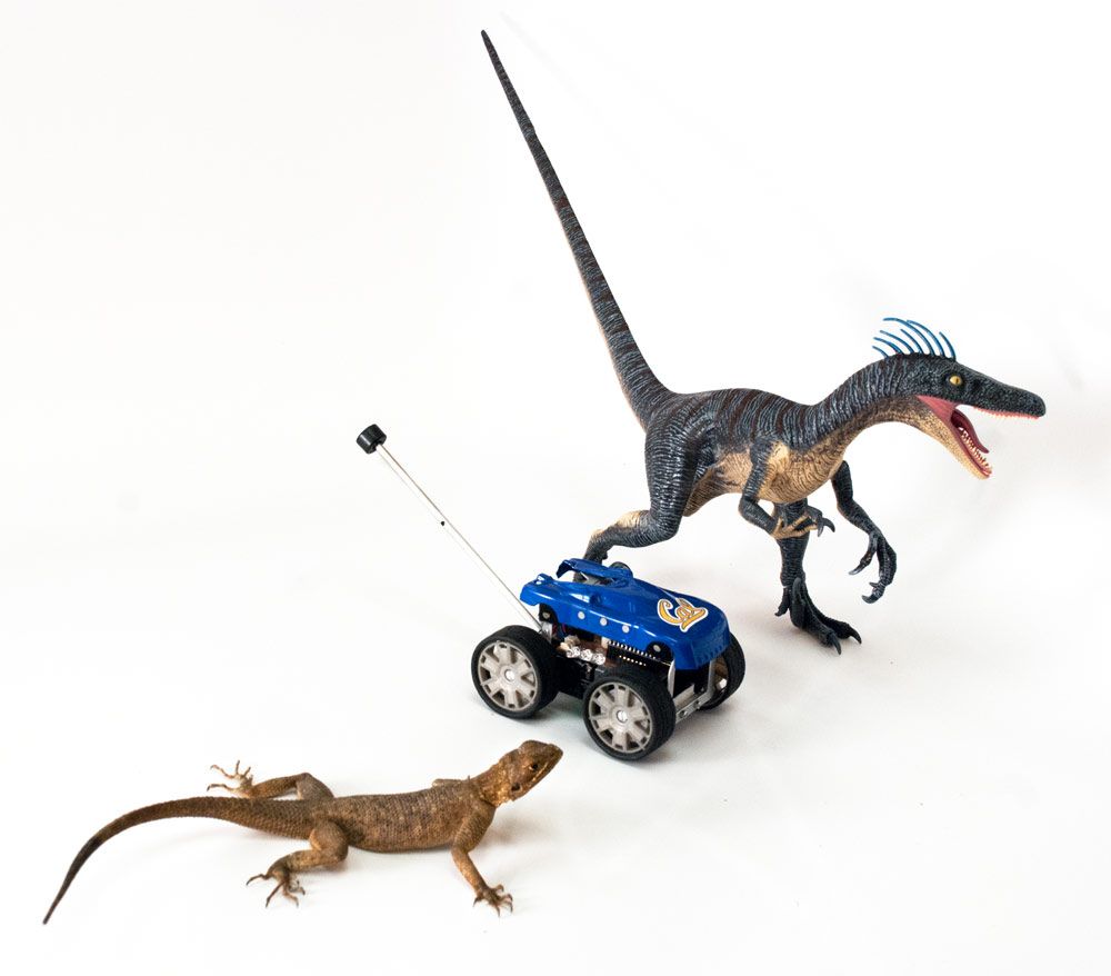 A lizard (&lt;em&gt;Agama agama&lt;/em&gt;) with the Tailbot robot and a model of &lt;em&gt;Velociraptor&lt;/em&gt;.