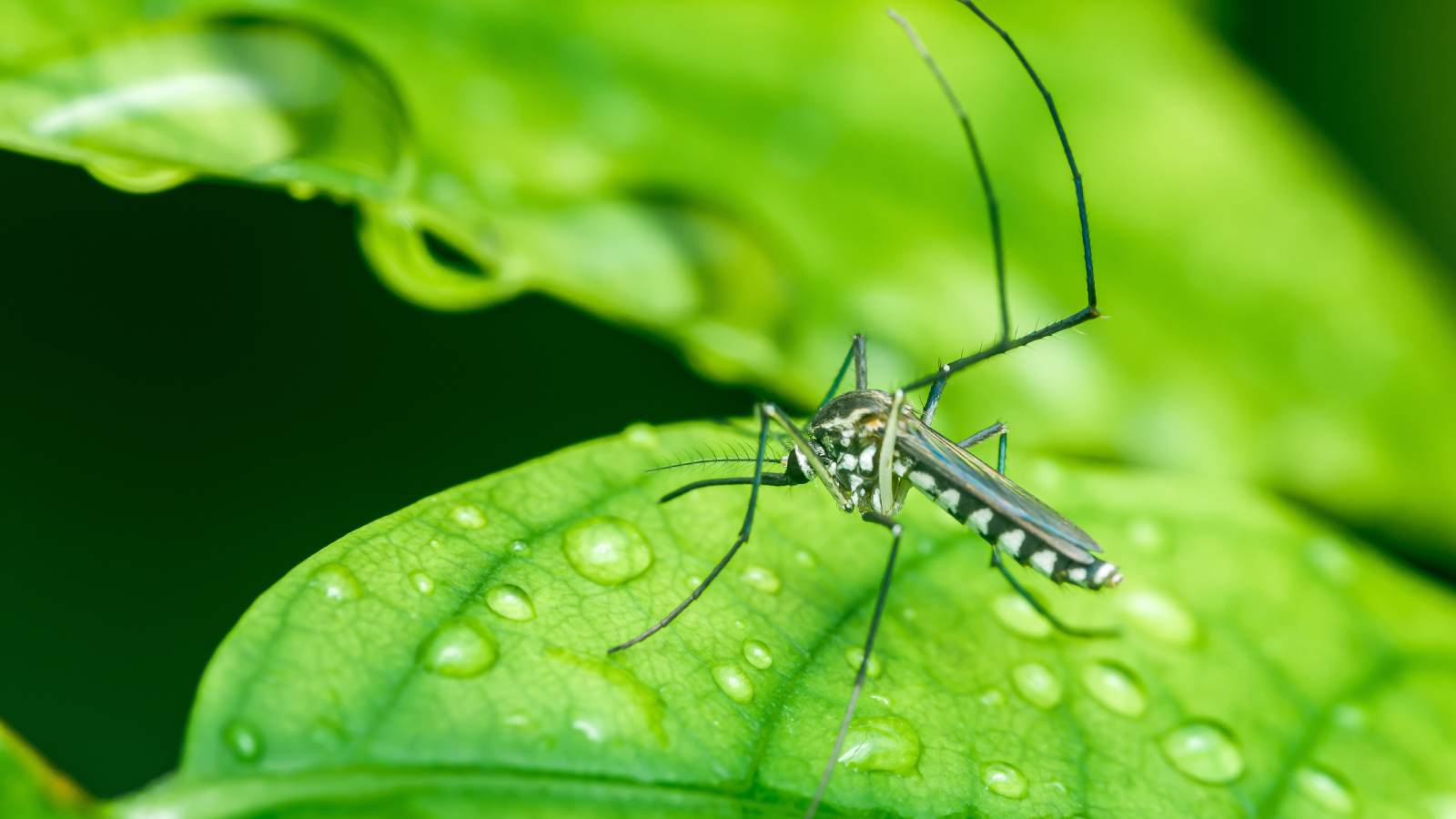 Mosquito on leaf