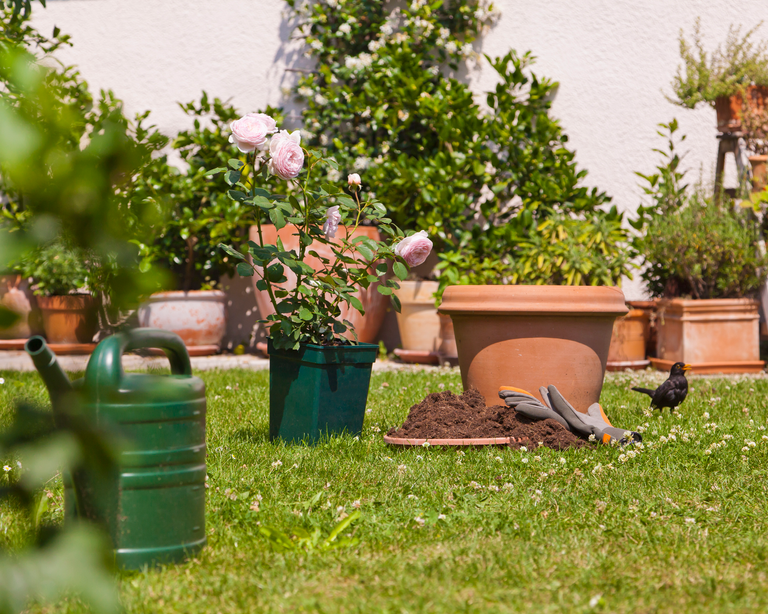 Stop pot plants from drying out with gardening expert David Domoney's