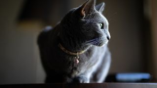 Russian blue cat wearing collar with side profile