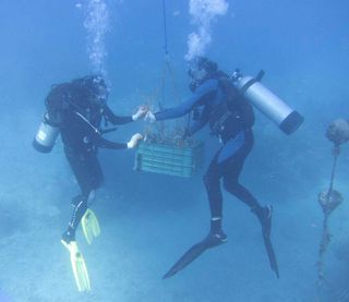 Divers load up a crate with staghorn coral raised at the nursery. The coral will be raised to the surface and, after a short boat ride, arrive at a new reef home several miles away.