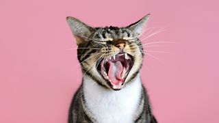 cat yawning