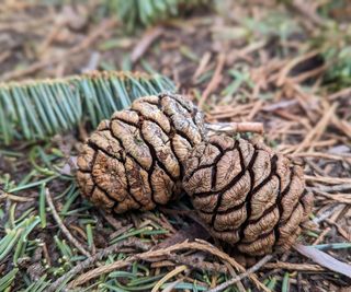 pinecones lying on ground