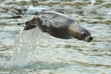California sea lion