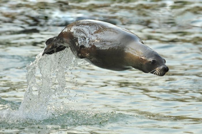 California sea lion