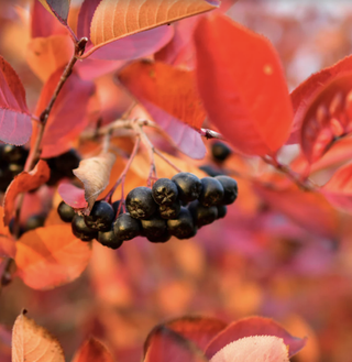 chokeberry bush with red leaves