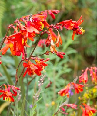 Crocosmia 'Saracen’