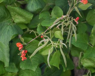 Runner beans with scarlet flowers