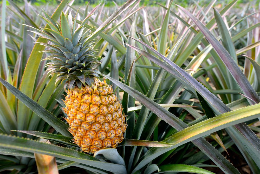 Making A Pineapple Tree Fruit