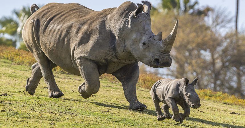 Rhino and babe. 