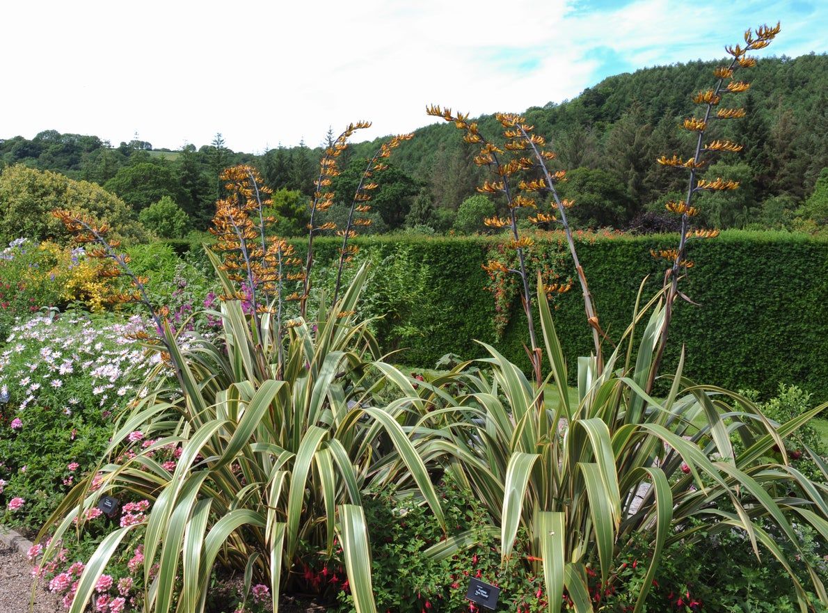 New Zealand Flax Plants