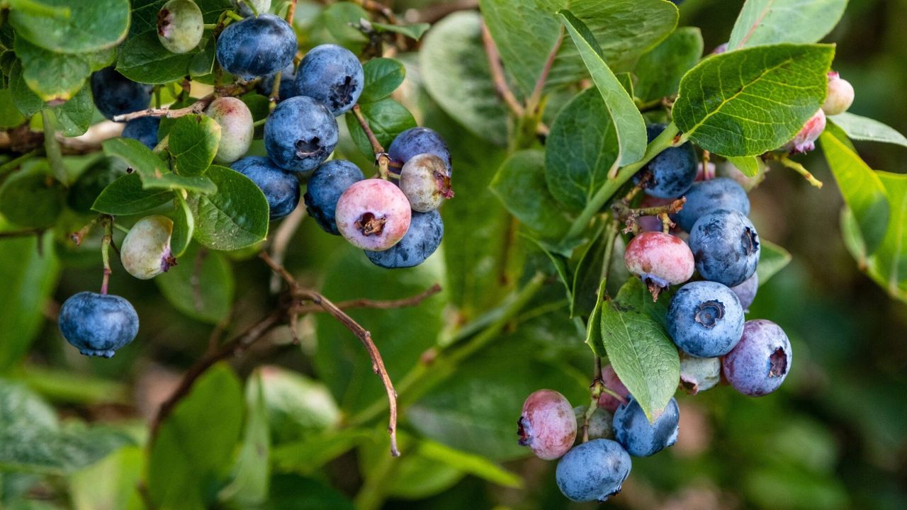 Blueberry Bush