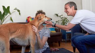 Woman interacts with nervous lurcher dog