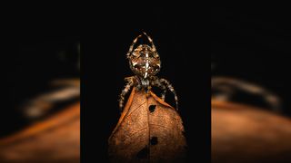 A brown spider with white spots sits atop a dry, veined leaf against a black background