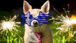 Chihuahua wearing patriotic sunglasses and tie with fireworks going off