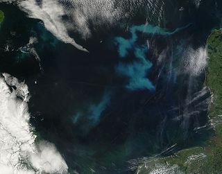 phytoplankton bloom in the north sea