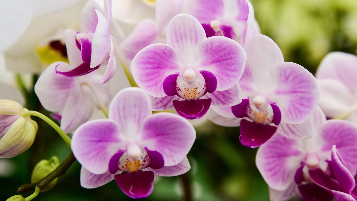 Pink Phalaenopsis or Moth Orchid 