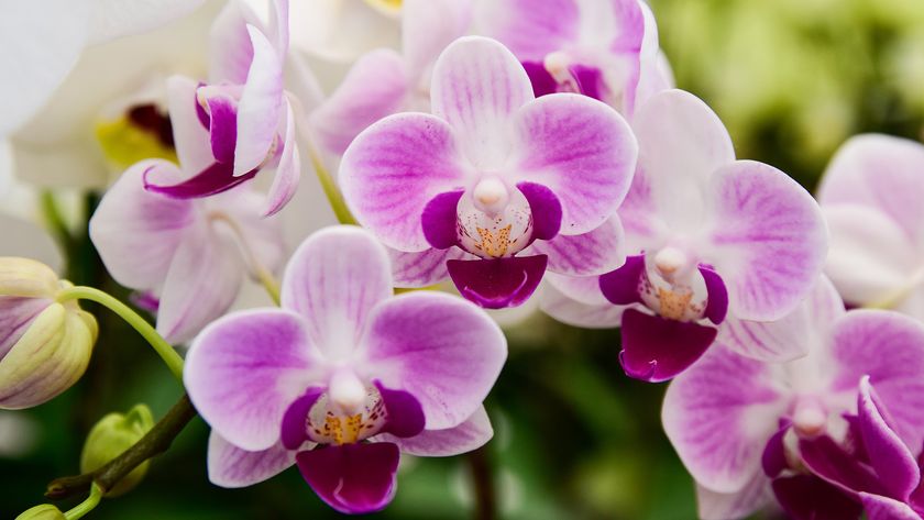 Pink Phalaenopsis or Moth Orchid 