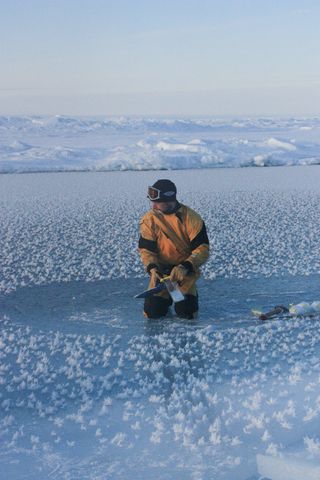 frost flowers, polar research, arctic sea ice