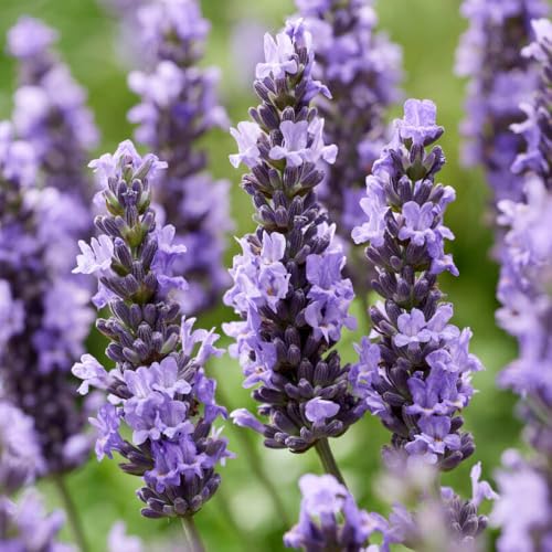 Yougarden Lavender 'sensational', Set of 12 Plug Plants, Fragrant, Hardy, Great for Pots and Borders