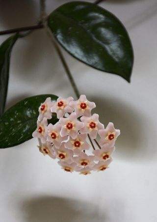 Hoya carnosa wax flower