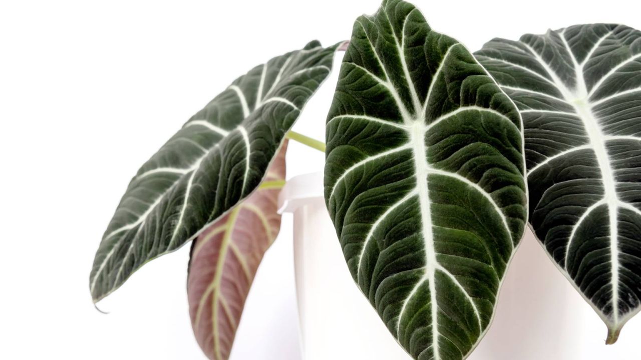 Dark green alocasia with white veins on leaves