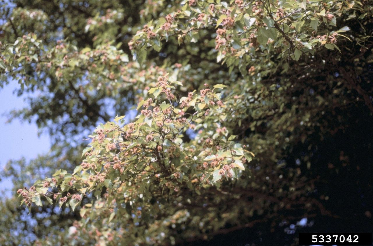 Large Mayhaw Tree