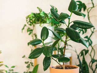 rubber plant in terracotta plant pot with other plants