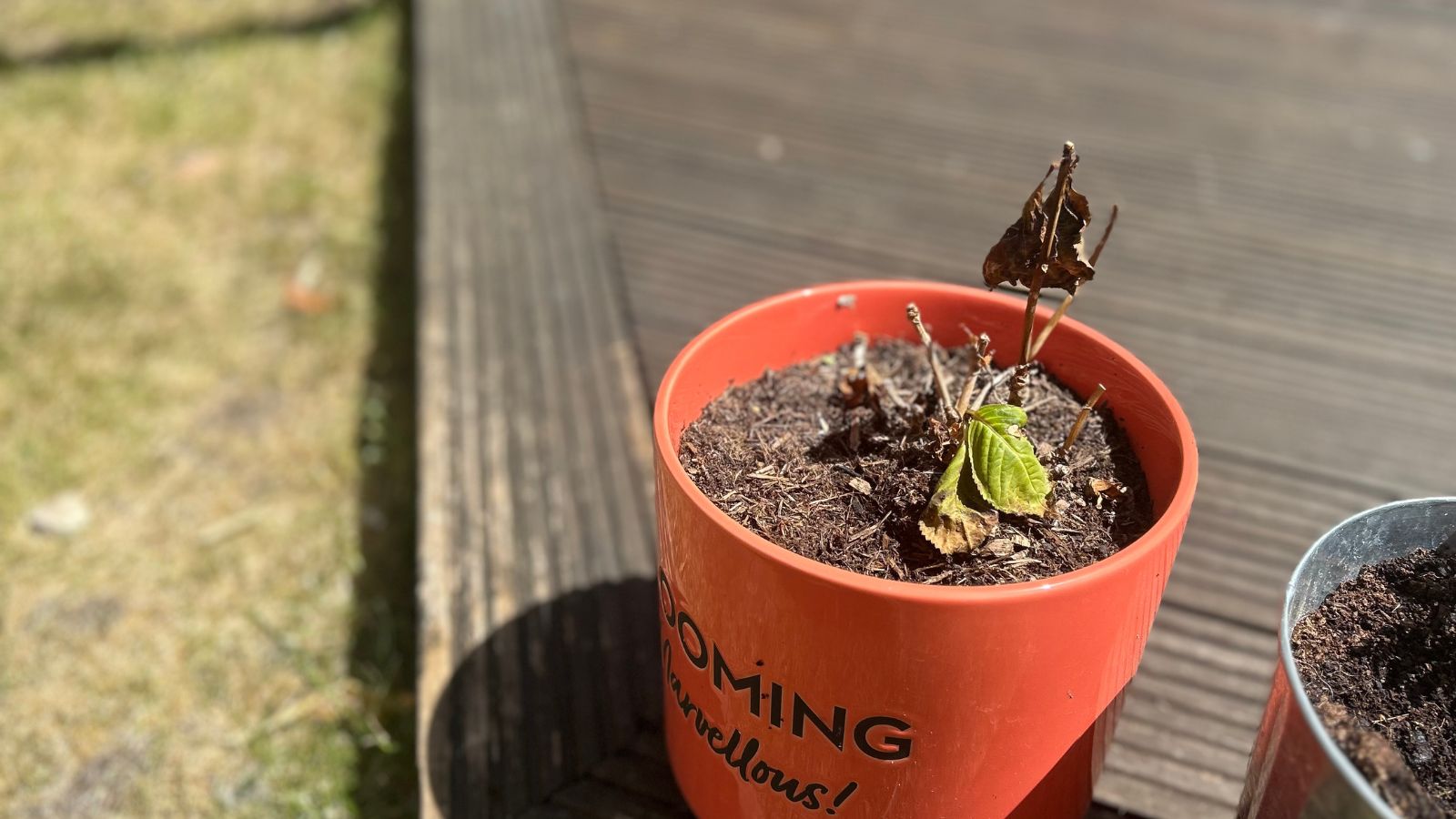 Potted hydrangea, dry and dead, sitting on decking in the sun