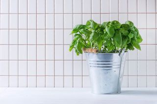 basil in a pot against tiles background