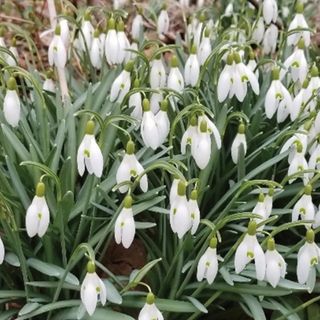 Burpee snowdrops