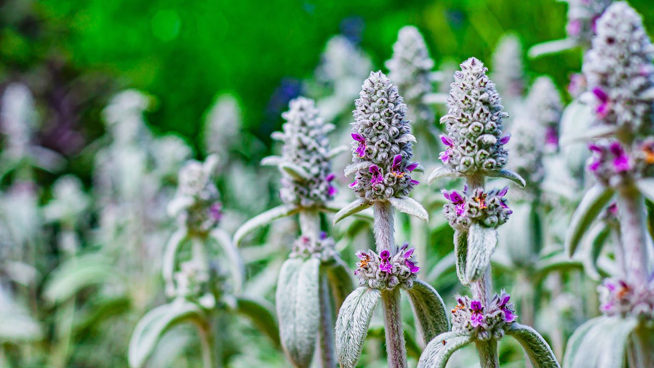 Stachys byzantina (lamb&#039;s ears)