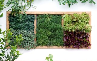 Create a vertical salad and herb planter