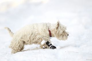 Cute little West Highland Terrier with snowboots on "on move" as he kicks up snow.