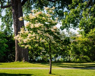 Japanese lilac tree in a park