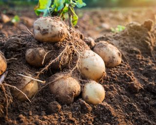 How-to-grow-potatoes-Miracle-gro
