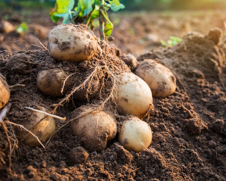 potatoes growing in the ground