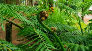 Dicksonia antartica' fern best plant for tropical inspired garden landscapes