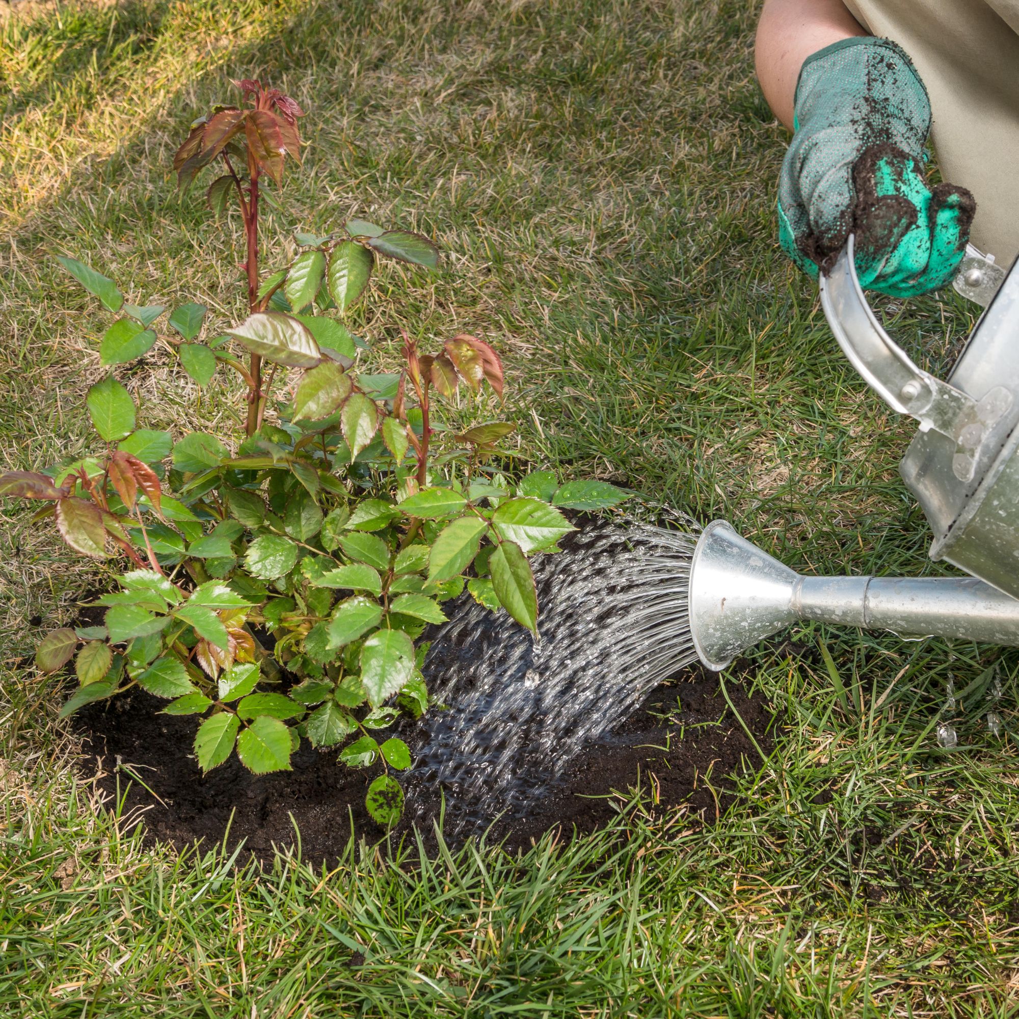 watering can with rose bush