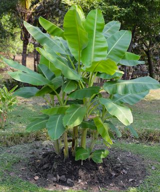 Small banana tree planted in yard
