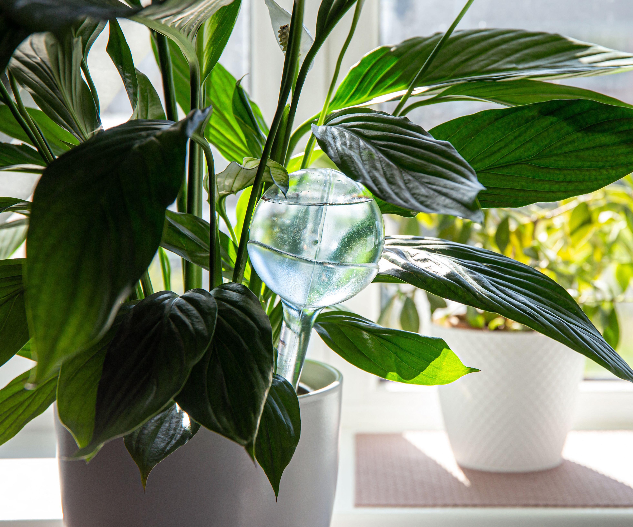 Peace lily self-watering globe