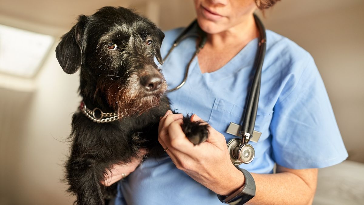 Female veterinarian examining the paws of a little black dog in her clinic