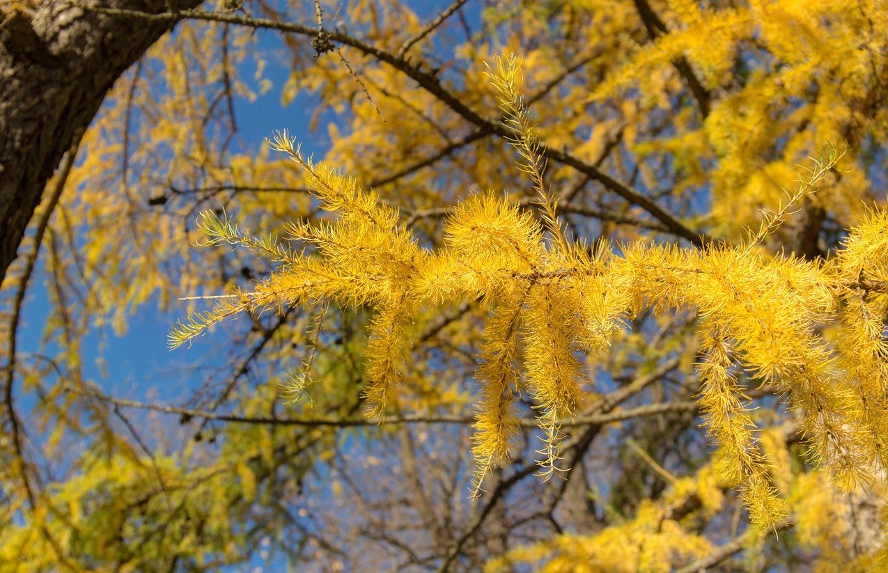 conifer color