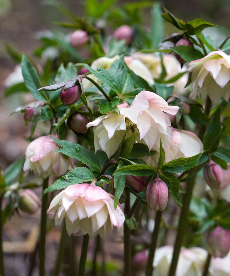 Best winter garden plants 19 picks for seasonal color Gardeningetc