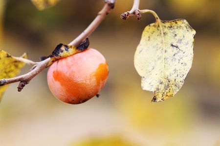 Darkened And Diseased Persimmon Tree